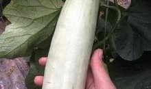 什么是网红的吃瓜视频,娱乐与八卦的完美融合